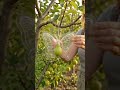 #Shorts #FruitMold #PearArt #ButterflyPear #AIVideo #AIAnimation #Satisfying #Viral #ShortsFeed