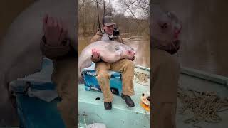 83Lb Giant Ohio River Catfish