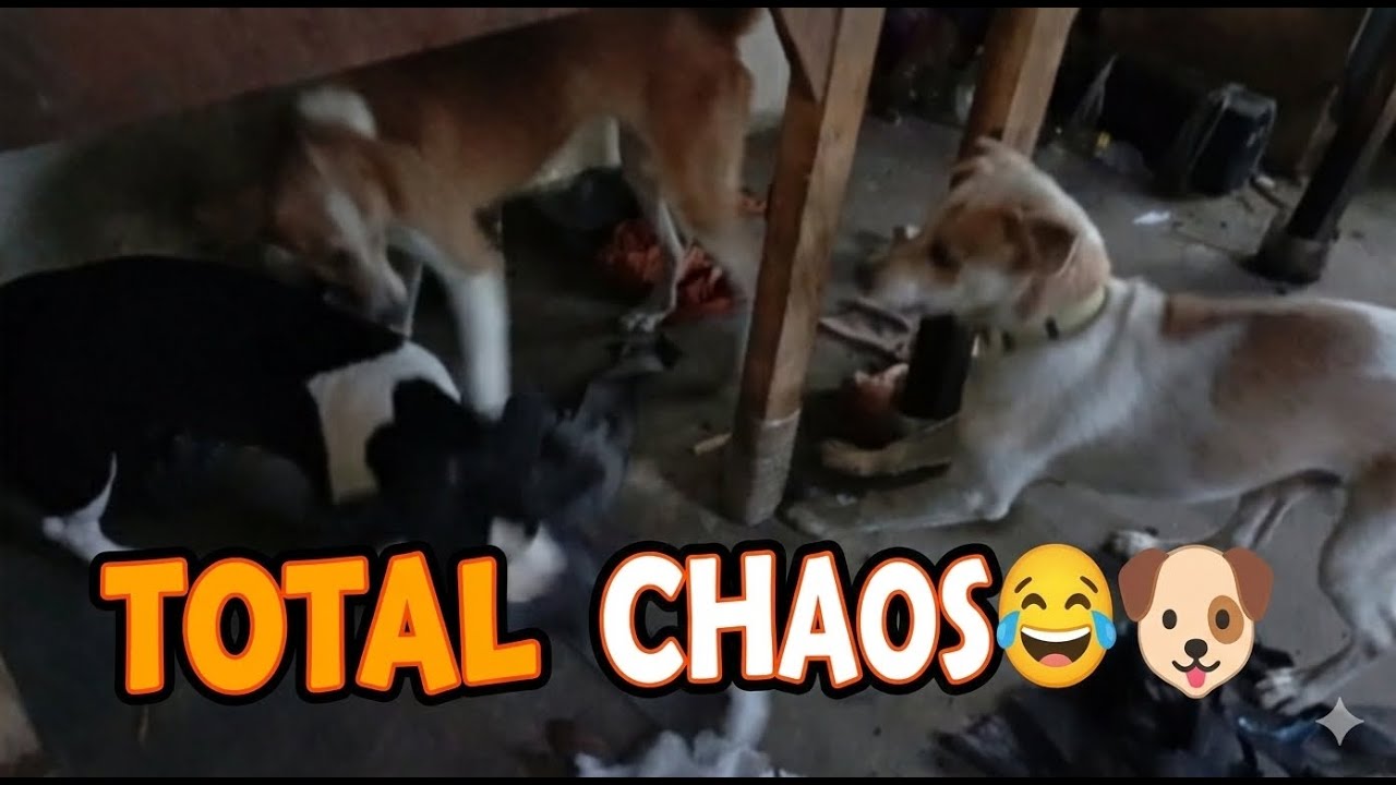 When Dogs Play Like This, Expect a Huge Mess 