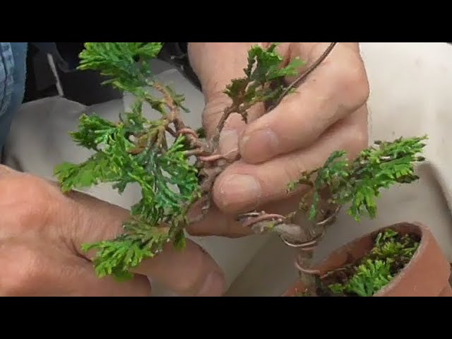Making patterned trees using wire - YouTube