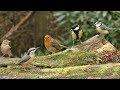 Vidéos Pour Les Chats à Regarder - Sons d'oiseaux dans la forêt