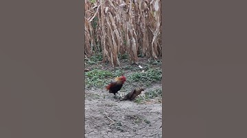 gà rừng mái gọi trống kiểu buồn cười quá 🤣🤣🤣.poj qaib qus zoo nkauj ua lau taws lem tag