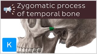 Zygomatic process of temporal bone | Anatomical Terms Pronunciation by Kenhub