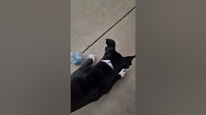 Improvvisando una pallina🤠😊😍🐾❤️