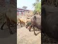 Pakistani village Desi buffalo go to pasture for grazing in the grass |#youtubeshorts #animals