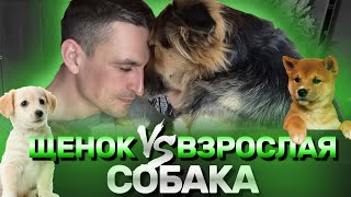 видео: Чтобы собака слушалась нужно брать ее щенком! Так ли это? картинка: Чтобы собака слушалась нужно брать ее щенком! Так ли это?