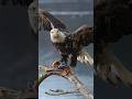 99% People Don’t Know These Animal Facts!  |Amazing Facts| #shorts #facts #youtubeshorts #viral