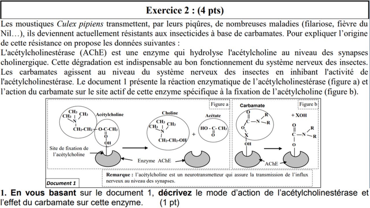 Examen national svt 2 bac pc option français 2020 normale (تصحيح الإمتحان كامل)