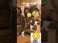 “This Cat Secretly Drinks Cow’s Milk… And the Cow Lets It Happen 😳🐄”