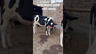 "এই গাভী কিনলেই লাভের বন্যা!দুধ,বাচ্চা,সবই সেরা!"#holstein #cattleworld #mashaallahdairyfarm#shorts