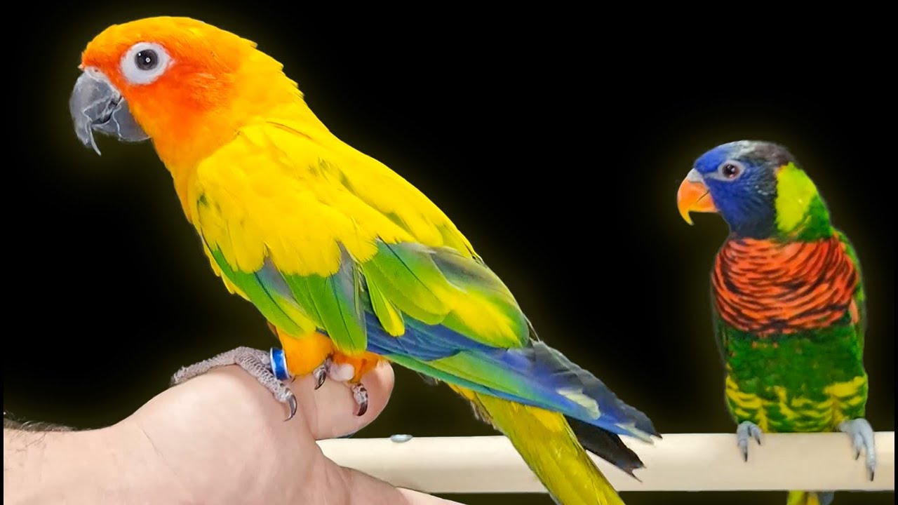 مقارنة بين ببغاء الشمس الصن كونيور و ببغاء لوري جرين نابد مميزات و عيوب و كل ما تريد معرفته عنهما