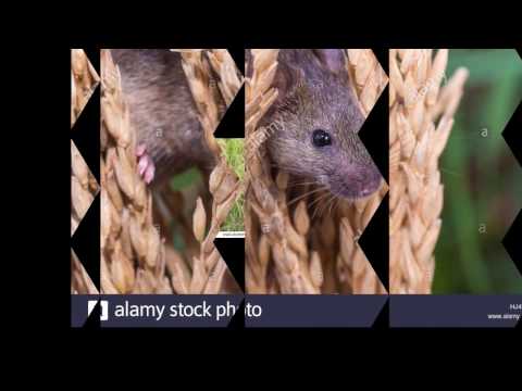 Video: How To Get Rid Of Rats? Destroying Them Without A Rat Trap. What Are They Afraid Of And How To Catch Them? The Most Effective Poisons For Private Houses. What Products To Use At Ho