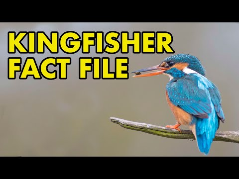 Kingfisher Fact File British Wildlife Facts