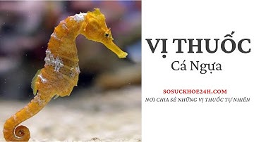 Vị Thuốc Hải Mã (Cá Ngựa) Chủ Trì Lợi Dương, Chữa Thần Kinh Mệt Mỏi