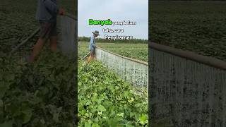 Cara Penyiraman tanaman #bonsai #agrikultur #viral #pertanian #teknikpertanian #funny #berkebun #fyp