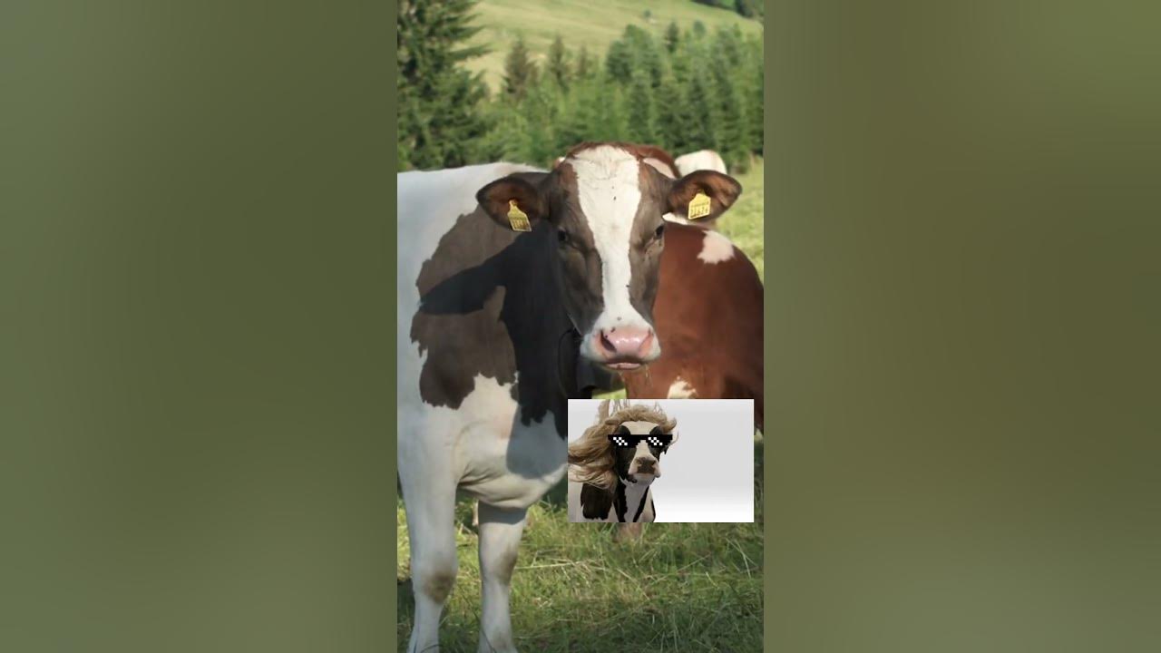 The truth behind cow tipping myth or reality youtube