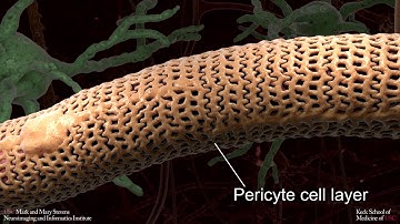 The Blood Brain Barrier