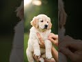 #DreamScreenAI#cutedog #doglove
