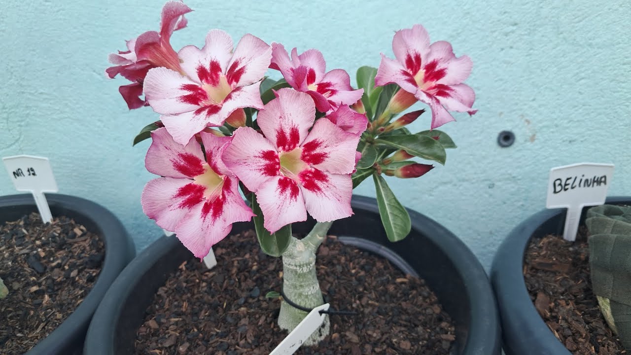 ROSAS DO DESERTO ID FLORATA HU 92