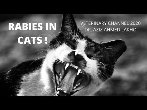 Video: How To Identify Rabies In A Cat