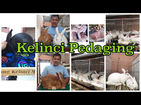 Video: Jenis kelinci apa yang terbaik untuk daging?