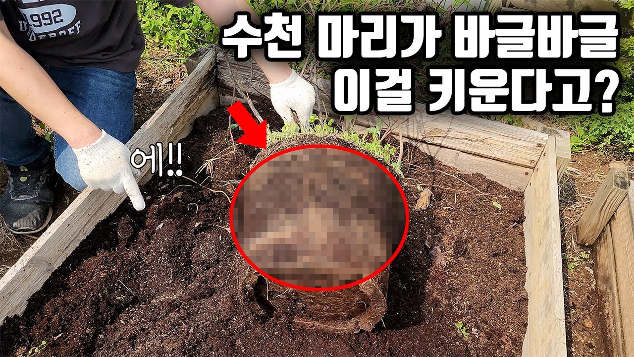 텃밭을 뒤집다가 나온 수천마리 생물체 이거 키우려다 망했네요ㅠ