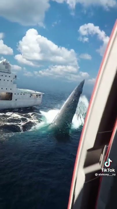 A Megalodon attack on a ship! Created by animation artist Aleksey. #shark #prehistoric #Meg