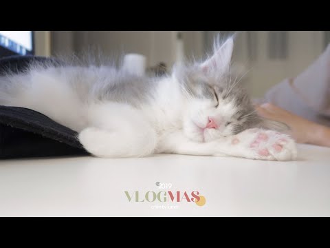 (<strong>sub</strong>) VLOGMAS #03🎄 반지와 함께하는 나날들, 버터 레몬 파스타, 된장찌개 만들어 먹기 (<strong>ft</strong>. 거의 먹고 반지만 보는 일상)