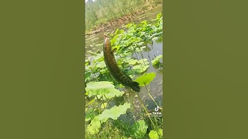 câu lure cá lóc khổng lồ trên hồ sen | tâp 3 | top câu cá