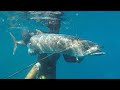 Chittlebrothers Spearfishing Western Australia|Spanish Mackerel | Lifestyle Ep1