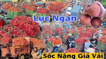 Cập Nhật Giá Vải Lục Ngạn Bắc Giang Thương Nhân Trung Quốc Thu Mua Ồ Ạt