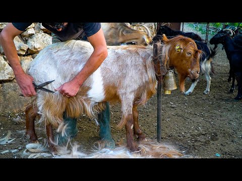 Βίντεο: Κουρεύετε κατσίκες;