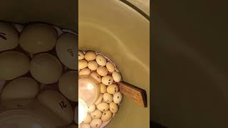 CARA MENETAKAN TELUR AYAM YANG SANGAT SEDERHANA #shorts