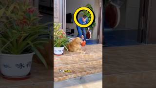 This Dog Planned a Heist to Save a Fish.🐟😯 #shorts