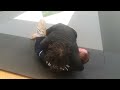 Stealth grappling competition footage  no voiceover