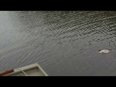 Speckled Trout Caught with Minnow Lure 