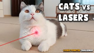 Cats vs Laser Pointer | Kittiopia by Kittiopia 2,231 views 3 years ago 2 minutes, 35 seconds