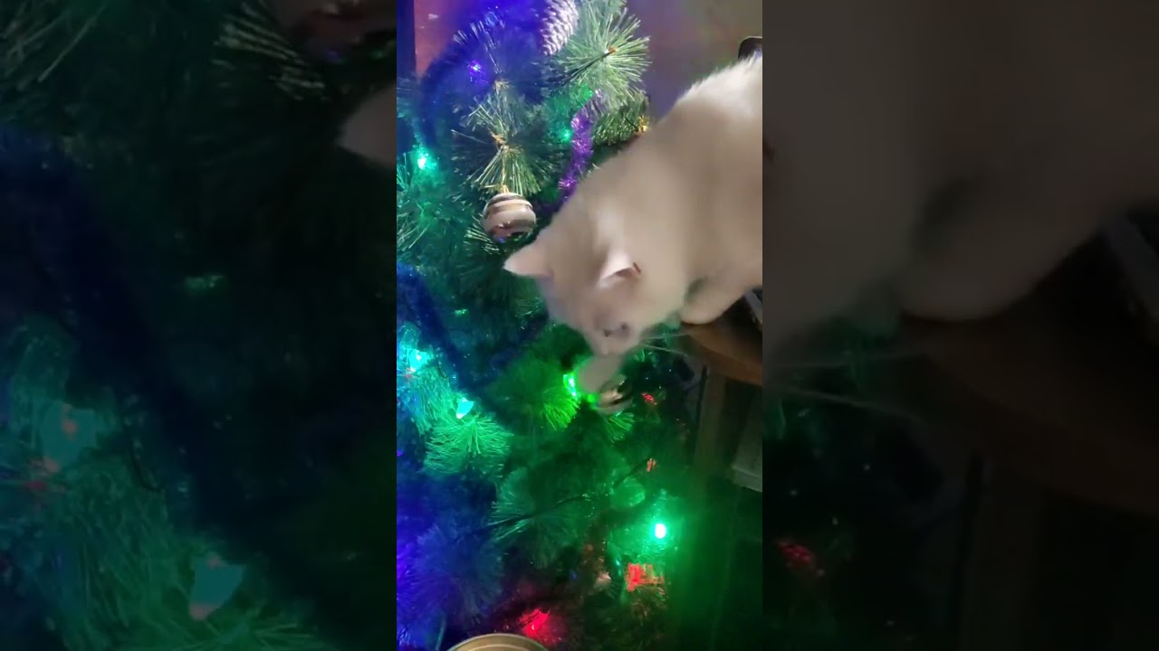 Целеустремленный котейка