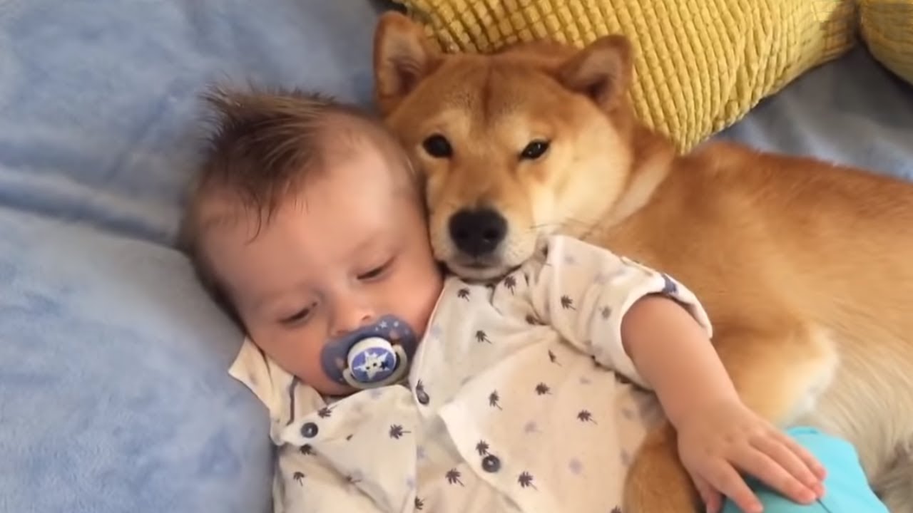 shiba baby dog