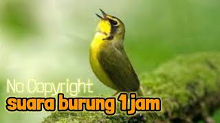 Download Lagu SUARA BURUNG 1JAM NO COPYRIGHT || HeryAsmara | Life, Art \u0026 Motivation MP3