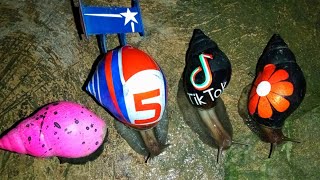 Bekicot Balap,,,!! TURBO RACING SNAILS,,,,!! SIPUT HIAS