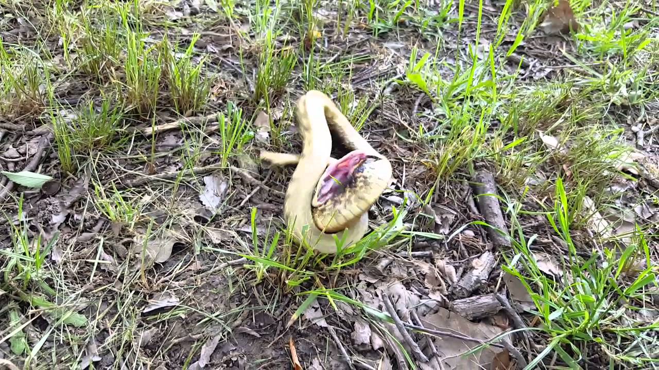 snake oil Eastern Hognose playing dead