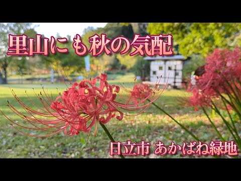 里山に秋を告げる彼岸花が咲きほこっています☆秋の気配とパワースポット神社を巡るプチ旅行に出かけませんか♬ 【日立市　あかばね緑地】
