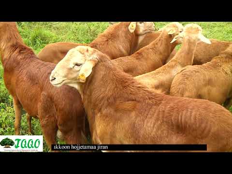 Fooyyeessa Sanyii Hoolaa Horroo Baakkoo