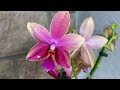 #орхидеи​​​​#Лиодоро: три в одном или два в одном!