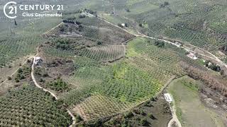C21 Cius Adliye Umurbey Sınırı 33,596M2 Bakımlı Zeytinlik