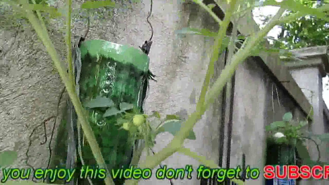 How To Grow Tomatoes plant At Home with Plastic Bottle, Vertical