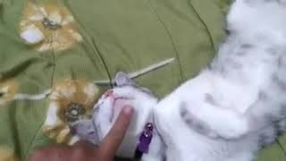 KUCING MANJA (Video Kucing Saat dibangunkan Sahur Susah Manja)