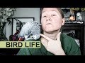 Watch This Or the Bird Gets It! || All About My African Gray Parrot Vincent || Autumn Beckman