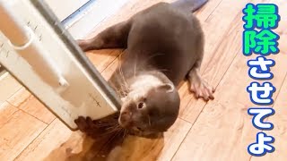 クイックルワイパーと戦う姿が可愛すぎる！掃除を邪魔するカワウソしゃもじ